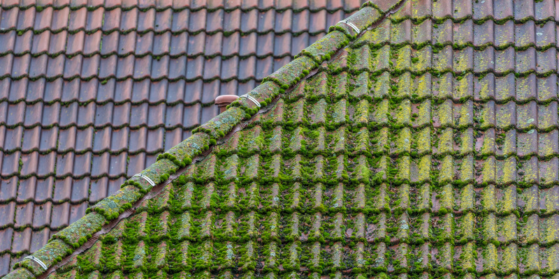 Roof Moss Removal in Duluth, Georgia
