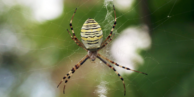 Joro Spider Web Cleaning in Duluth, Georgia