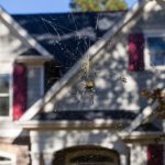 Joro Spider Web Removal