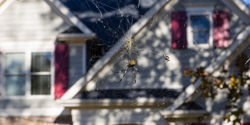 Joro Spider Web Removal in Duluth, Georgia