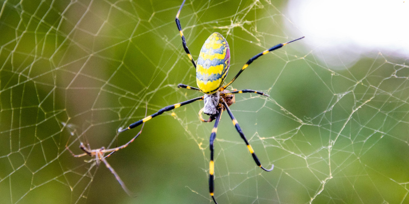 Joro Spider Web Softwashing in Duluth, Georgia